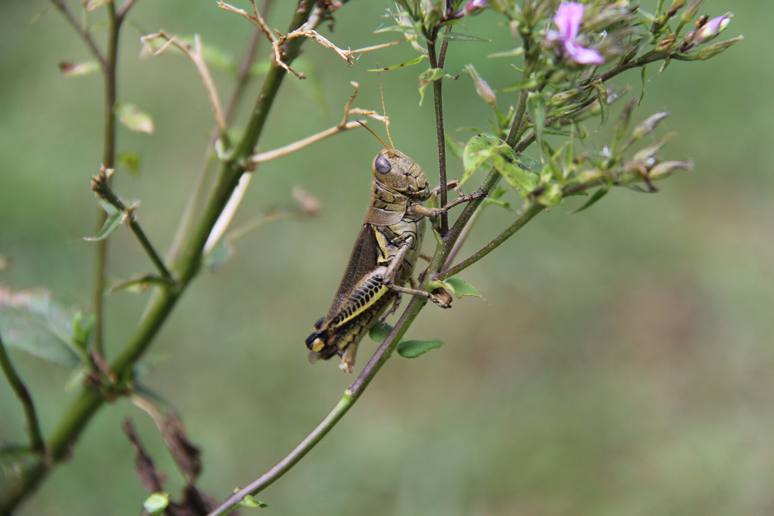 Grasshopper (file photo by Sharon Dowdy)