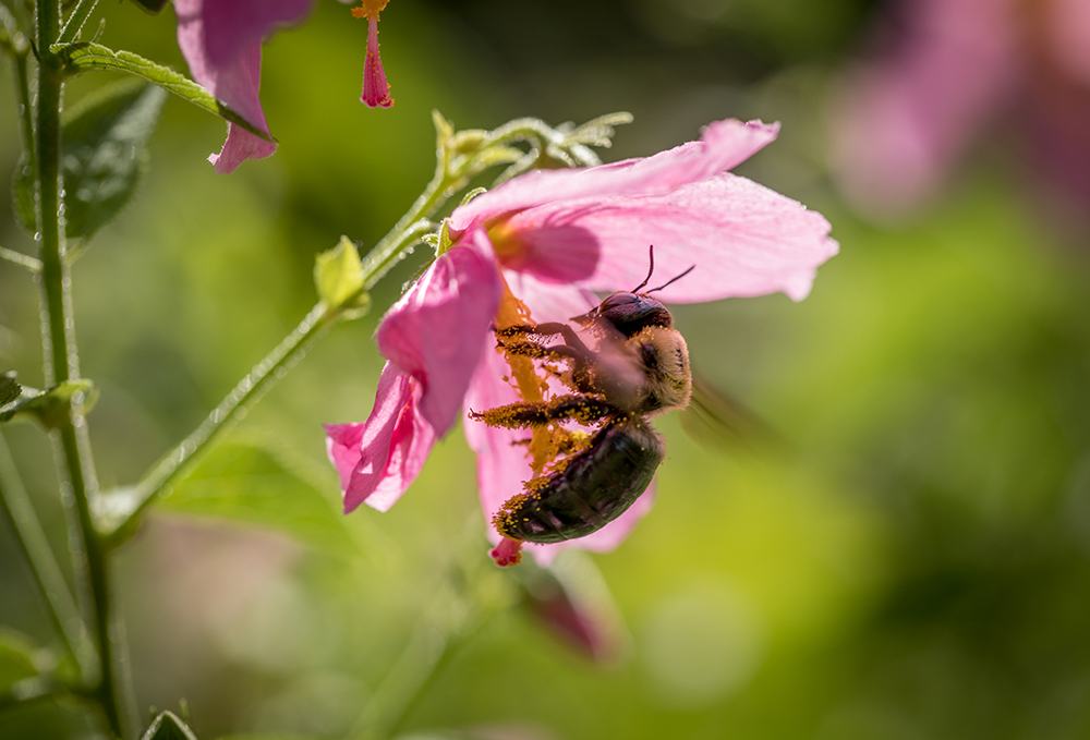 Citizen scientists around the state can help keep track of pollinator health in Georgia by participating in the second Great Georgia Pollinator Census Aug. 21 and 22.