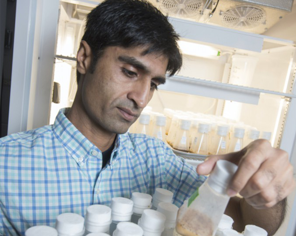 Ashfaq Sial is leading a multistate team of researchers to develop and implement long-term sustainable strategies to control spotted wing drosophila.