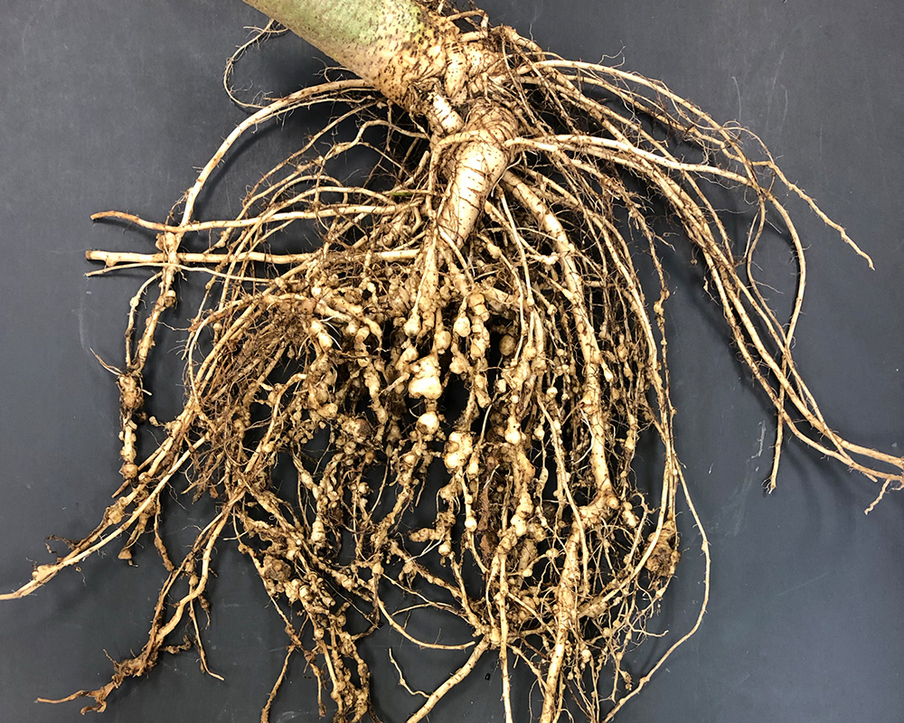 Swelling (galls) produced by the root-knot nematode on the roots of okra grown on an organic farm in Georgia.