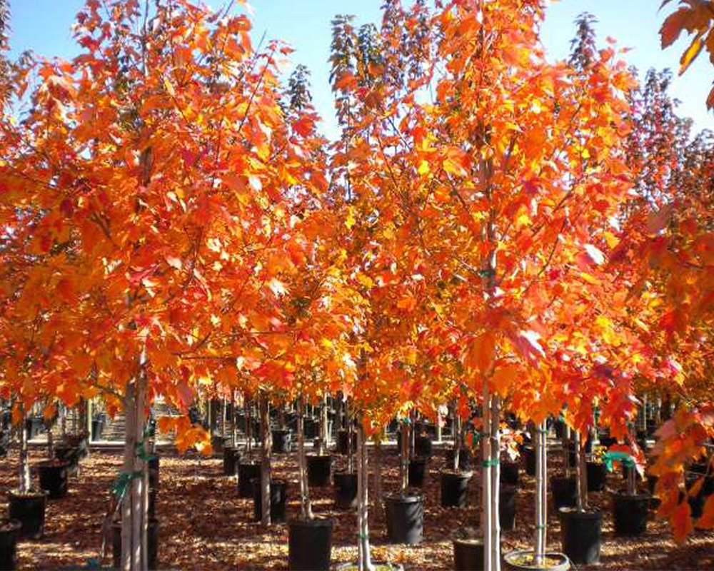Proceeds from the sale, including trees like this 'October Glory' red maple, benefit the UGA Horticulture Club.