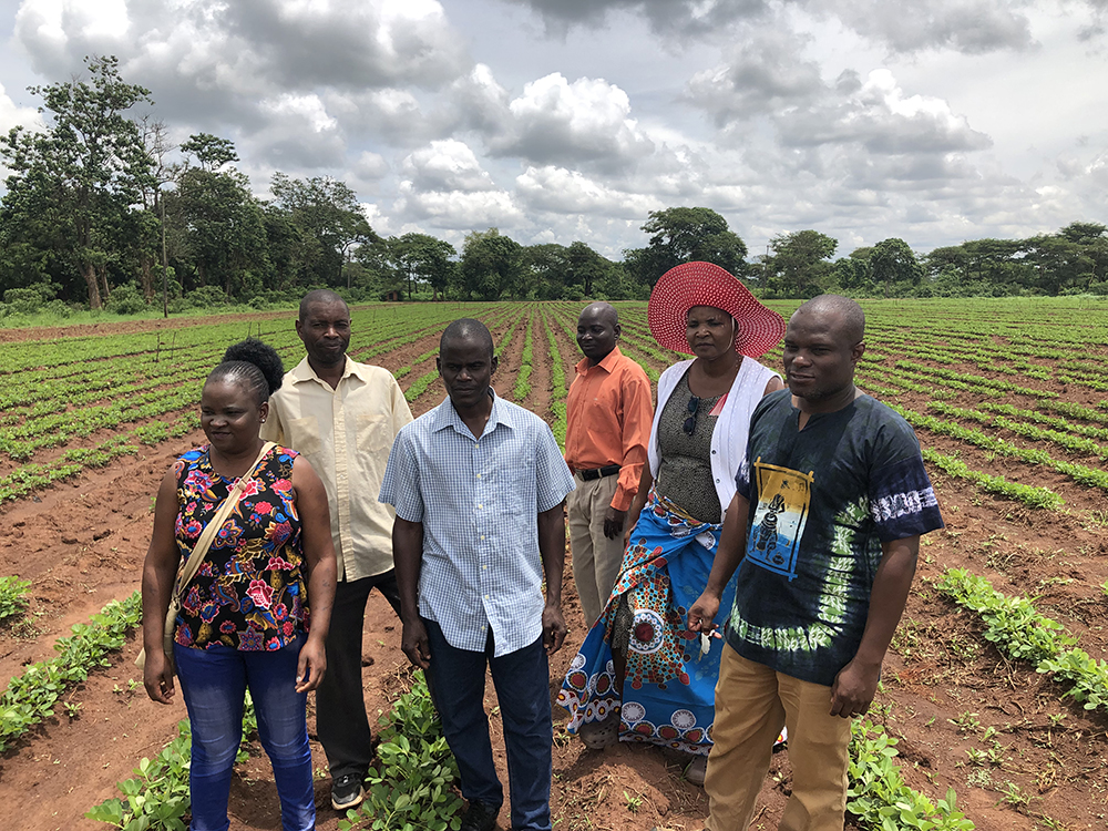 Justus Chintu (far right), the principal agricultural research scientist for groundnut breeding, and the rest of the team at the Chitedze Research Station near Lilongwe, gained approval for three new varieties after testing for resilience and market acceptability. (Photo by Jamie Rhoads)