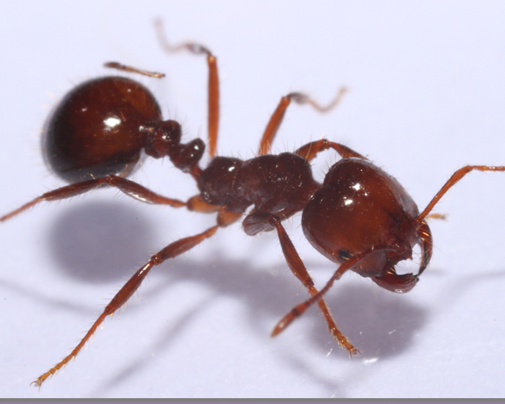 A supergene is a collection of neighboring genes located on a chromosome that are inherited together due to close genetic linkage. Studying these unique genes is important to understanding the potential causes for differences among the social structure of fire ants, specifically for controlling the species and building upon the existing knowledge base.