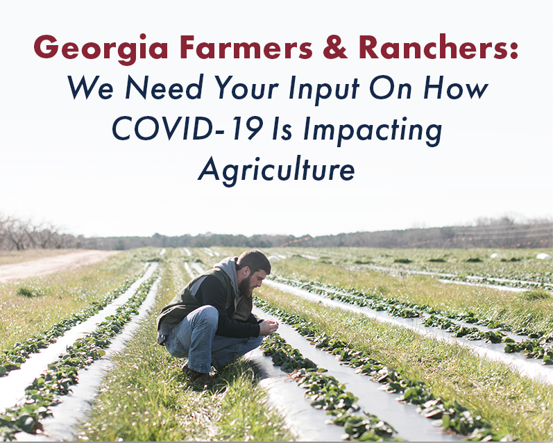 The Georgia Foundation for Agriculture, Georgia Farm Bureau, Georgia Department of Agriculture and UGA Center for Agribusiness and Economic Development are jointly sponsoring a second survey to document the impact of COVID-19 on the agriculture industry in the state. (photo from Georgia Farm Bureau)