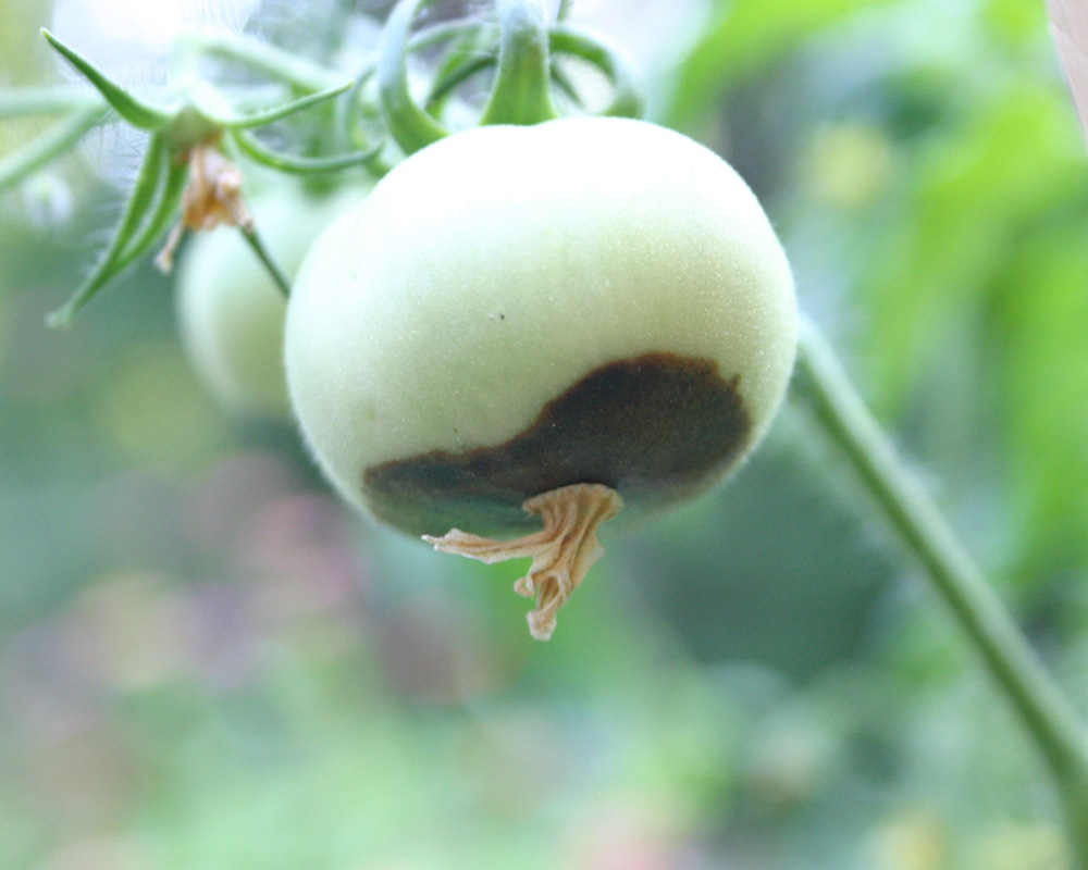 Blossom-end rot, which manifests in the first few weeks of growth after tomato flowers are pollinated, causes black, rotted areas on the blossom end of the fruit, opposite the stem.