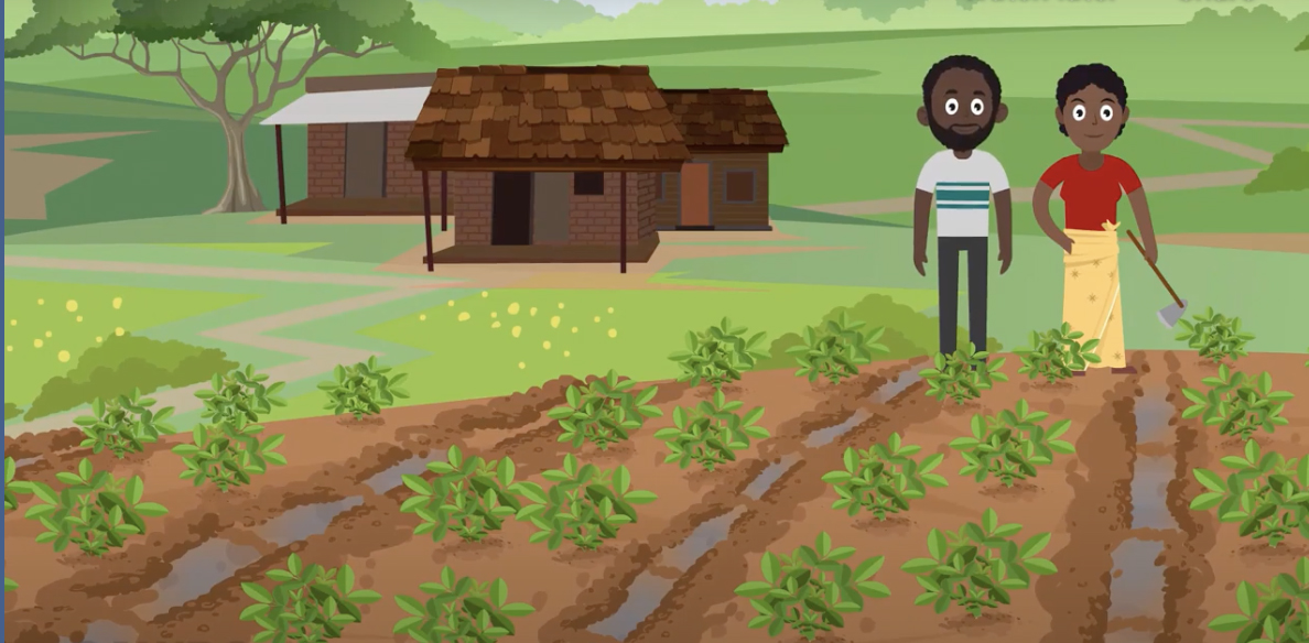 The Feed the Future Innovation Lab for Peanut at the University of Georgia worked with Scientific Animations Without Borders (SAWBO) to create the first of two animations covering good production practices in Malawi.
