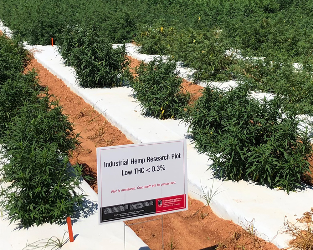 A survey conducted by UGA researchers examined whether respondents had any concern about the growing of hemp and the creation of hemp products in their area.