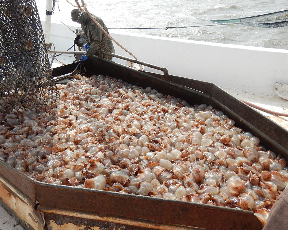 A net full of jellyfish is emptied onto the ship as fishermen begin to process the haul. (Photo by Bryan Fluech)