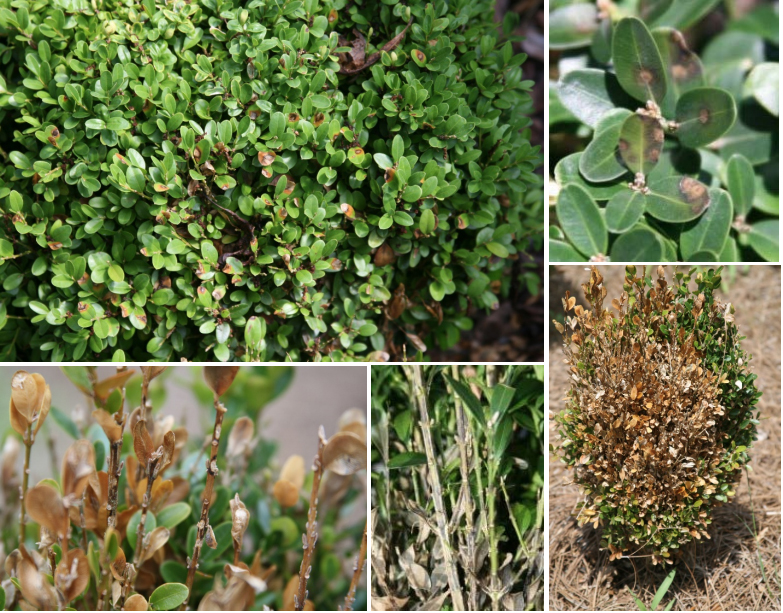 Boxwood blight symptoms clockwise from upper left: tan to gray leaf lesions with a darker purplish border on an English boxwood; circular, tan spots with a brown border on upper leaves; tan blighted leaves and bare stems on an infected plant; blackening of stems and browning foliage; and black stem lesions on bare branch tips. (photos by Jean Williams-Woodward)