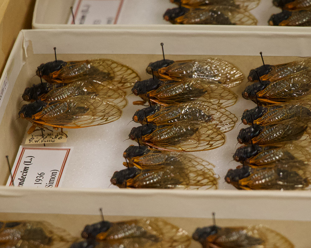 A brood of decades-old 17-year cicadas that have been perfectly preserved.