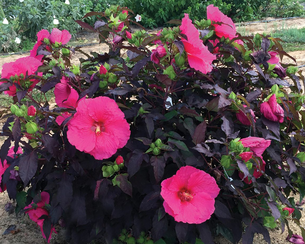 The Passion hibiscus, developed by UGA plant breeder John Ruter, has burgundy and red leaves and bright-green flower buds that bloom into massive pink flowers.