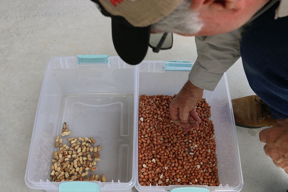 An innovative small-scale sheller can be adjusted to shell various sizes of nuts grown in different geographies. By replacing the sheller basket of the machine and passing unshelled nuts through twice, a user speed up the monotonous task with few broken or split nuts. (Photo by Allison Floyd)