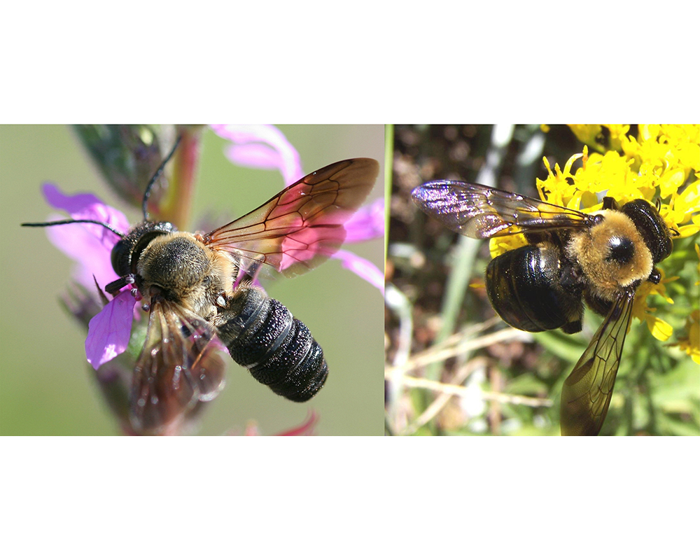 In the sculptured resin bee (left), females have a pointed abdomen, while the males have a blunt edge. Both males and females have a striated abdomen with raised bands. The thorax and abdomen of the carpenter bee (right) are connected, bald and smooth.