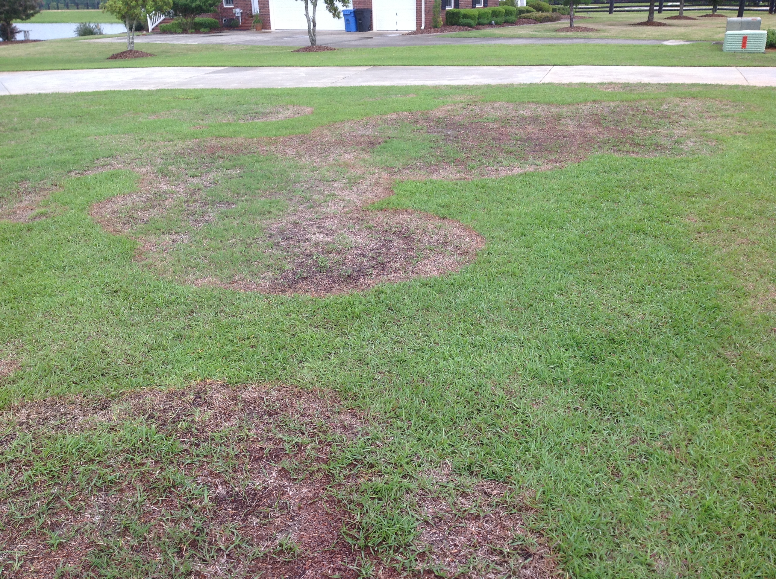 Large patch disease, pictured here, can infect all warm-season turfgrasses, but centipede, St. Augustine, and zoysia are particularly susceptible.