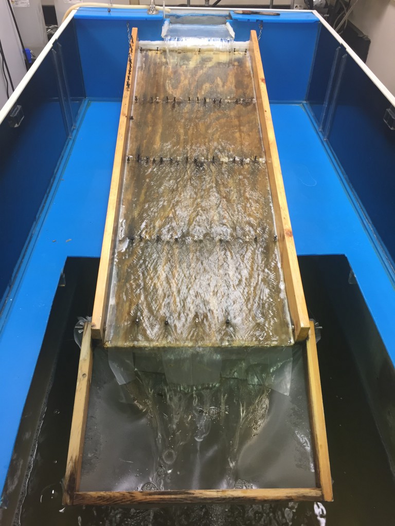 The black fly colony is based around aquatic rearing units converted from salt water aquariums. The units incorporate a “runway” that serves as an artificial stream and provides the surface where the black fly larvae attach, develop and pupate.