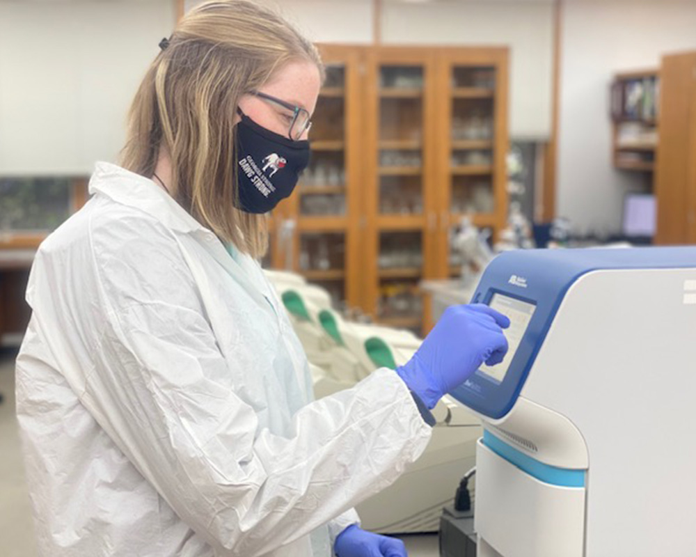 At UGA’s College of Agricultural and Environmental Sciences, 2021 Borlaug Undergraduate Scholar Samantha Wegener discovered precision plant breeding — the combination of gene editing and engineering — which showed her a path to solving complicated issues to improve plant varieties.