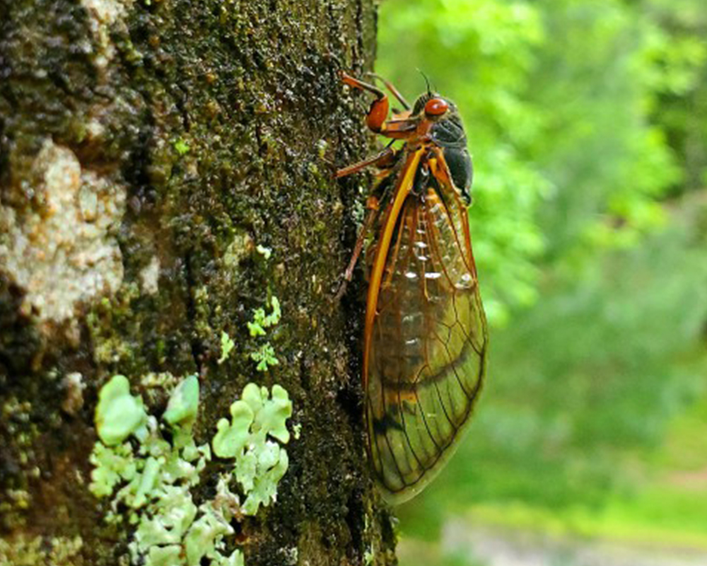 After molting into adults, periodical cicadas will move or fly to nearby vertical structures, especially shrubs and trees. The females will eventually lay their eggs on the ends of tree branches.