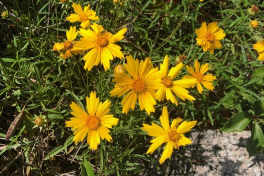 Coreopsis is a genus of flowering plants that has both annual and perennial members, 18 of which are found in Georgia. They range in habitat from sunny and dry to sunny and swampy, and can be found throughout the state.