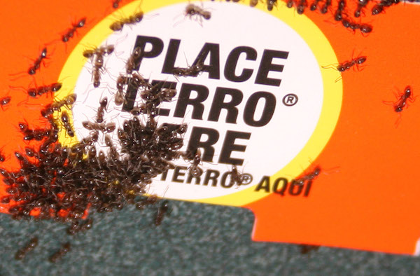 Argentine ants feeds on Terro liquid bait