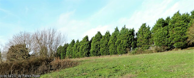 Often planted to create borders or buffers, Leyland cypress trees can grow four feet taller in just a year. Planting too close together or too close to structures can present a huge problem as the tree matures.