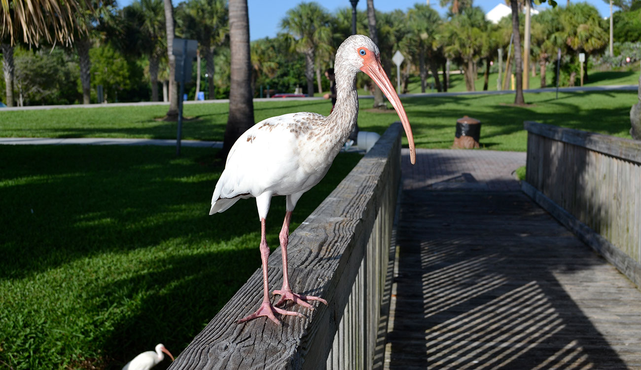 For more than a decade, UGA scientist Sonia Hernandez has led a team that’s studying the health and behavior of the American white ibis as it moves from rural to urban areas in South Florida. Their research has implications for other urban wildlife, including coyotes, deer, raccoons and other wading birds. (Photo courtesy of Sonia Hernandez)