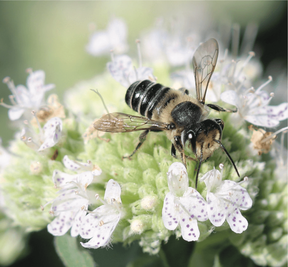 leafcutter bee on mountain mint (1)