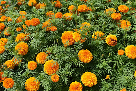 The Grand Finale Award winner for the 2021 Classic City Awards is the ‘Sumati Orange’ Marigold from AmeriSeed. Judges said "Not only in fall, but all through the early spring and summer sun, these marigolds have flower power. Plants grown from seed are healthy, quickly germinating, and ready for planting in two to three weeks. Stems are tall and perfect for cut-flower production."