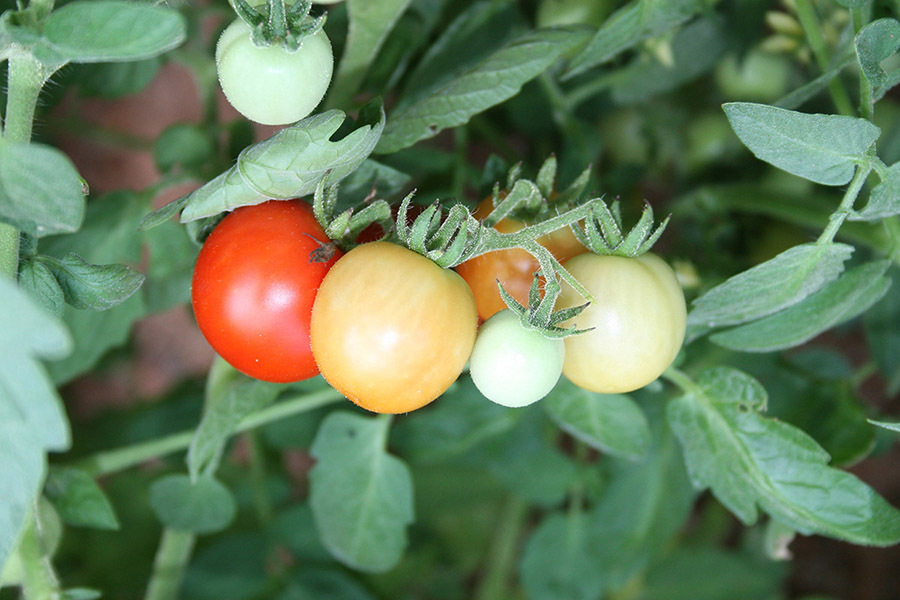 Tomatoes, in varying stages of ripeness, growing on a tomato plant.