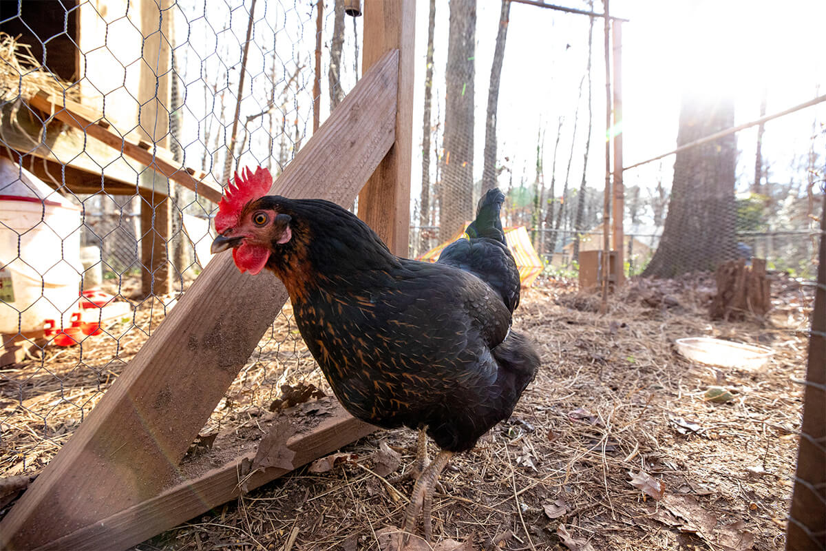 Protect backyard flocks from avian influenza