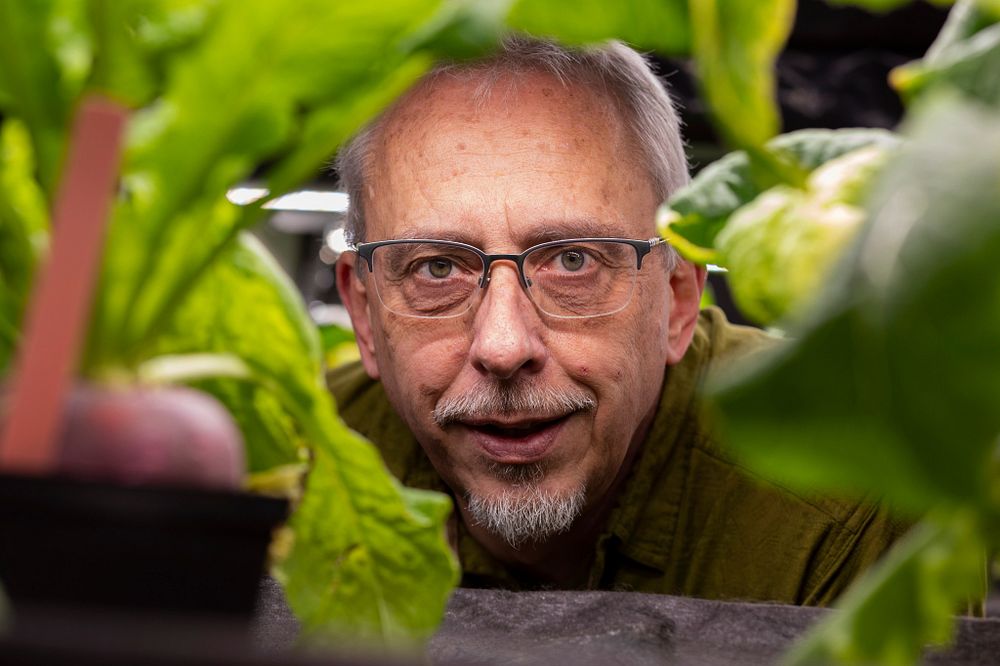 UGA horticulture Professor Marc van Iersel's research focuses on developing sustainable and cost-effective ways to ensure that crops — such as these turnip plants in a grow room at his greenhouses — get the amount of light they need to grow.