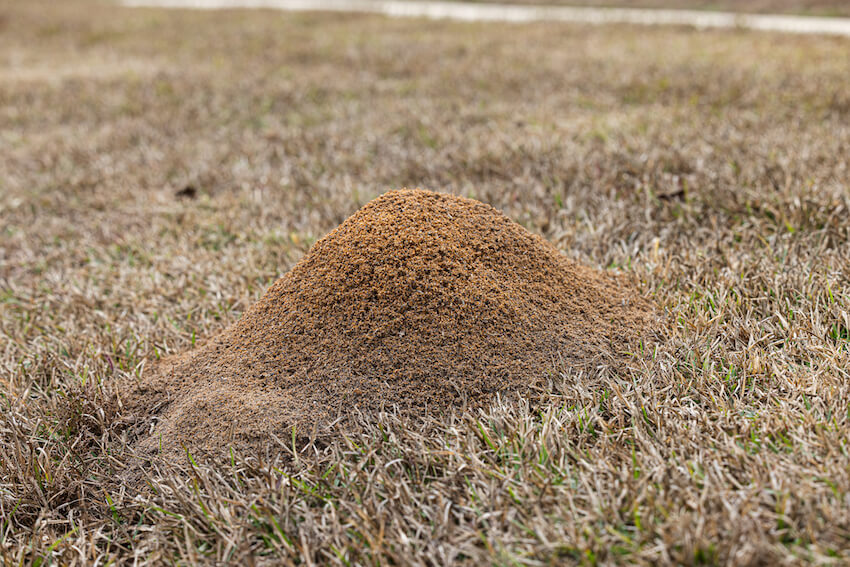 Fire ant mounds seen on the surface of our lawns and fields are just a small portion of the ant colony where soil has been excavated to the surface. These colonies are unsightly and occasionally dangerous.