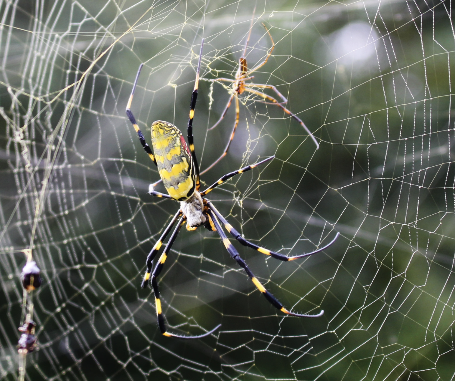 The East Asian Joro spider, officially known as Trichonephila clavata, likely arrived in the U.S. on a shipping container around 2013. The species is native to Japan, Korea, Taiwan, and China.