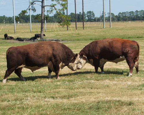 Beef cattle prices are high now and reached historic highs earlier this year. Facing drought and feed shortage, though, southeastern cattle producers still must make tough decisions when it comes to their financial bottom lines and keeping herds healthy. The Southeast Cattle Advisor website was developed by cattle experts with the University of Georgia, Auburn University, University of Florida and Clemson University to be a one-stop shop for cattle producers to get information on how to best manage their risk.