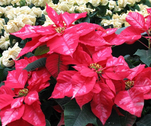 Red poinsettias with white poinsettias in the background.