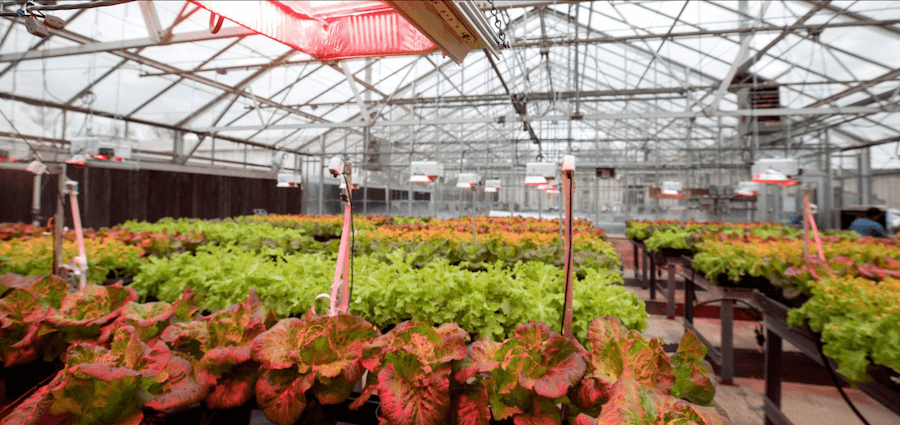 Controlled environment agriculture