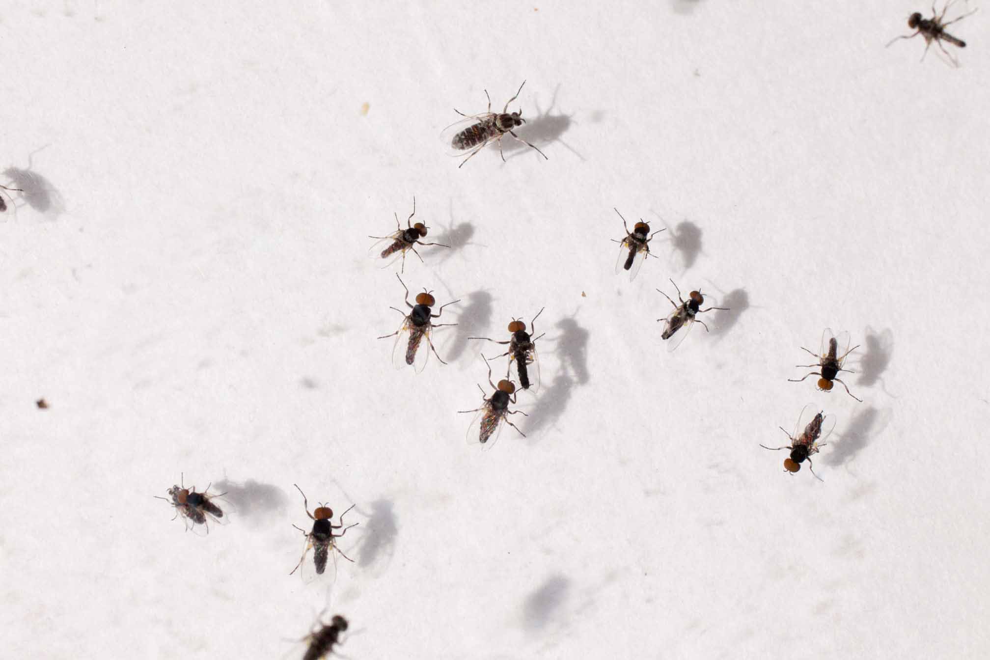 A group of black flies