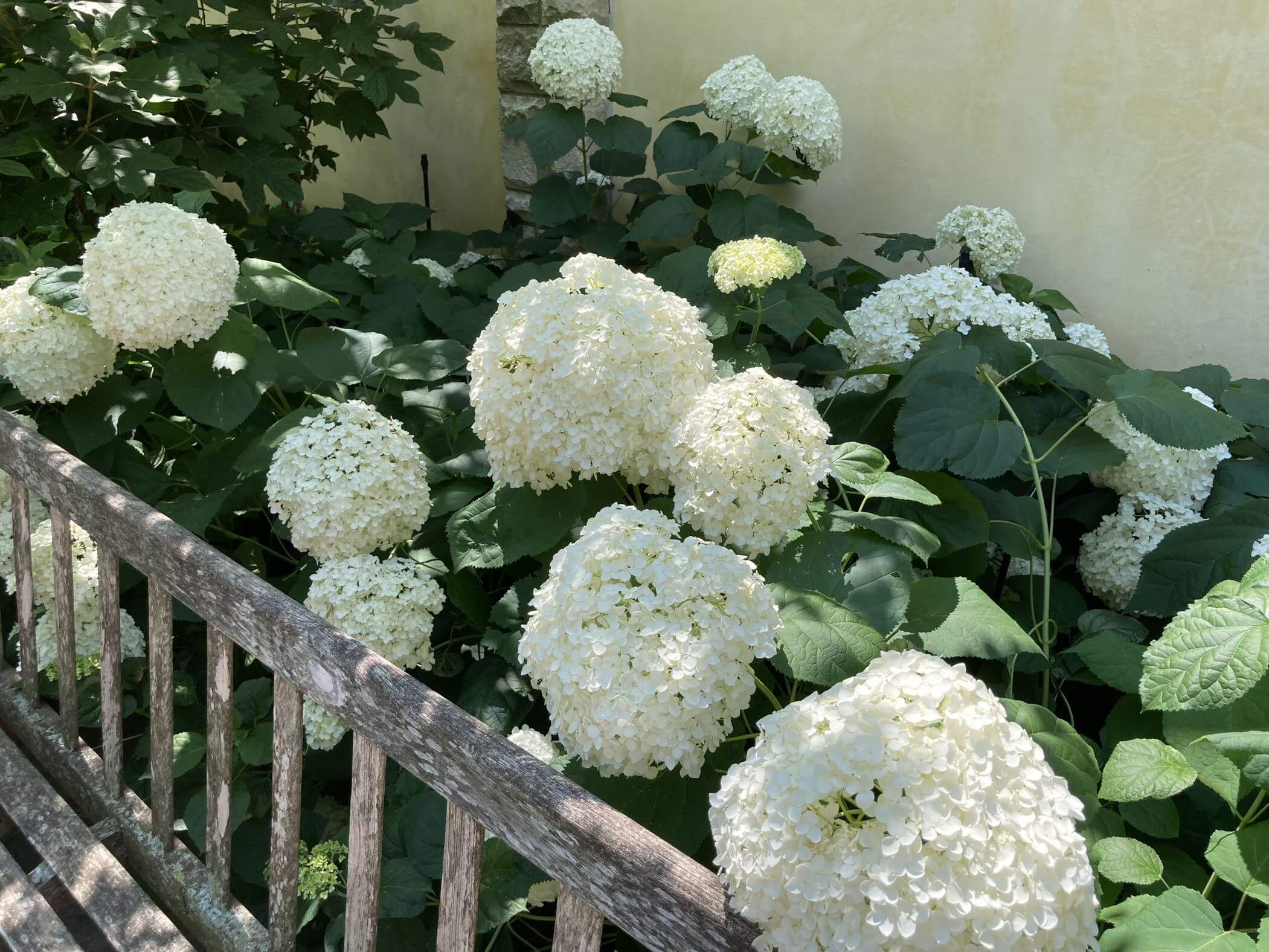 Considered a native of the Eastern U.S., the smooth hydrangea (Hydrangea arborescens) is a showy shrub that sports large, velvety leaves and chartreuse-to-white blooms. (Photo by Sheri Dorn)