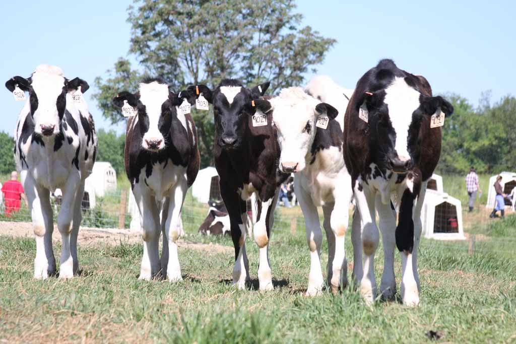 Dairy cows grazing in Oglethorpe County.