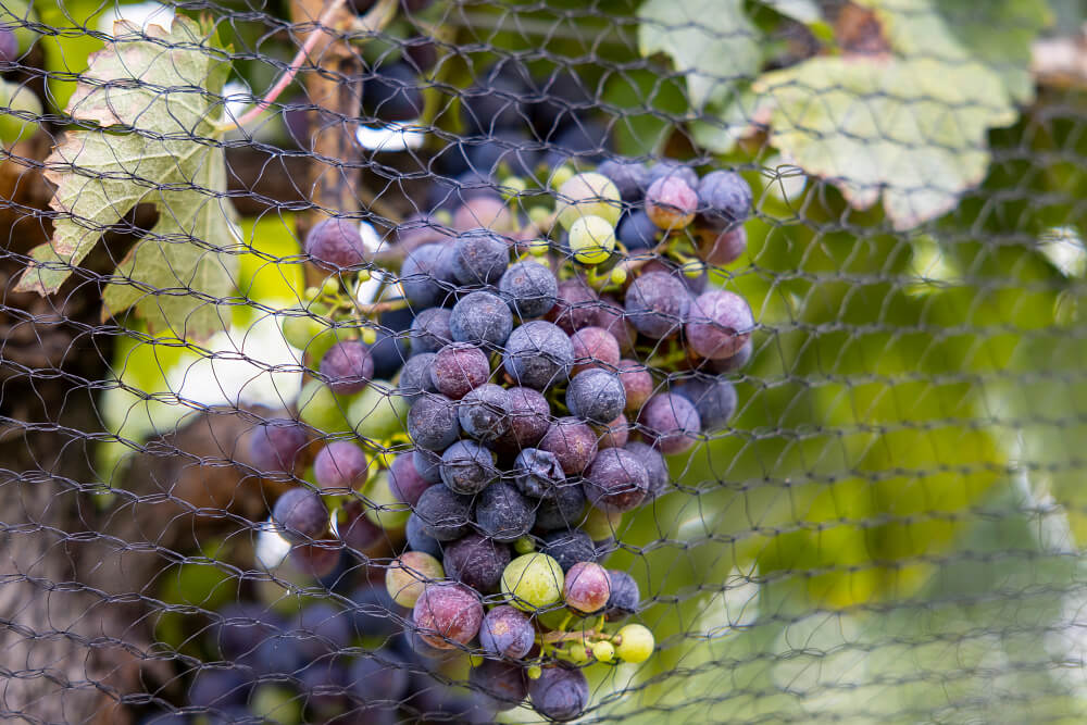 Grapes grow under protective netting at Stonewall Creek Vineyards in Tiger, Georgia, a host of CAES' Winegrowers of Georgia Internship. (Photo by Chamberlain Smith/UGA)
