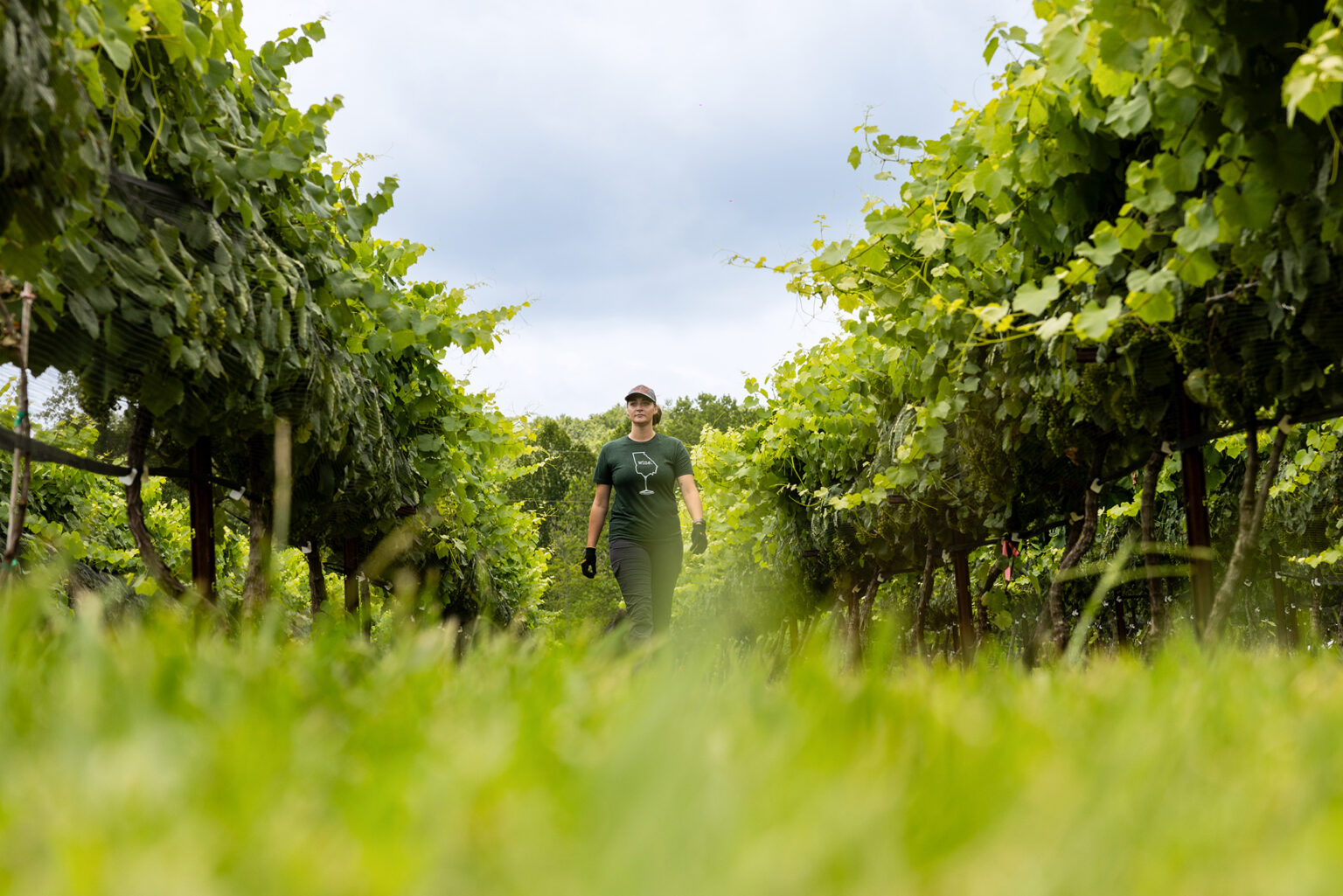 Winegrowers of Georgia