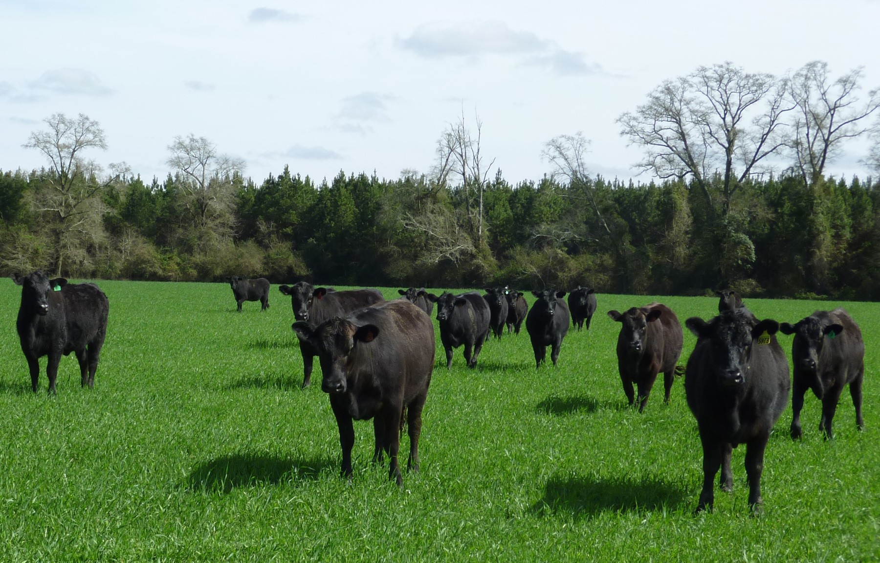 Edison Heifers standing in a lush green pasture with trees in the background.