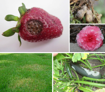 Composite of various plants showing disease damage