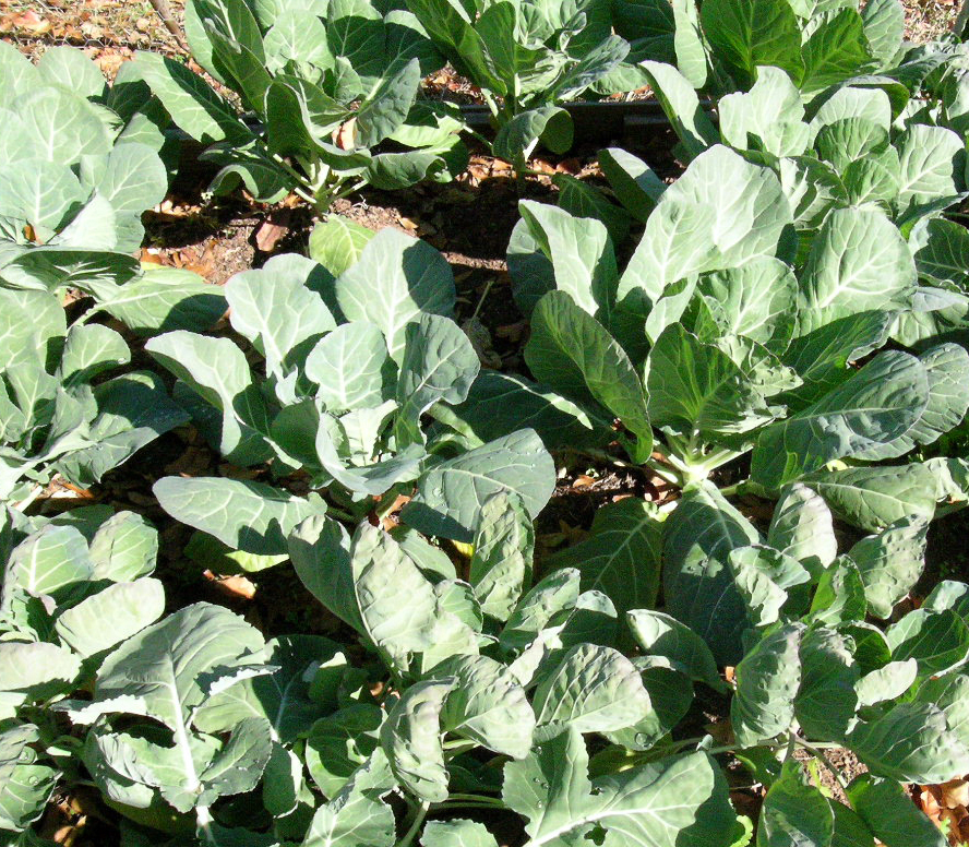 IMPACT FORAGE COLLARDS – Farmers Daughters Seeds