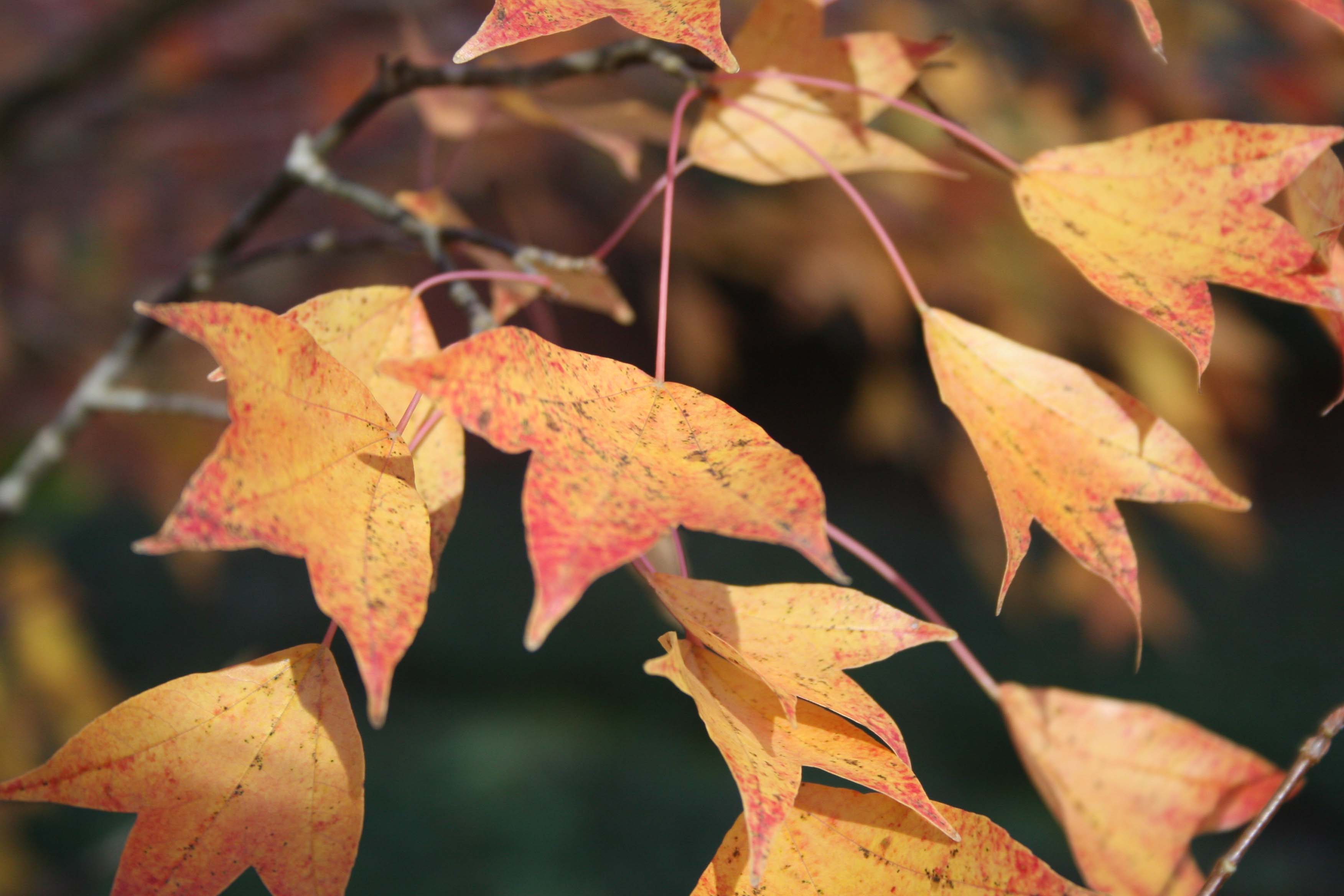 autumn leaves