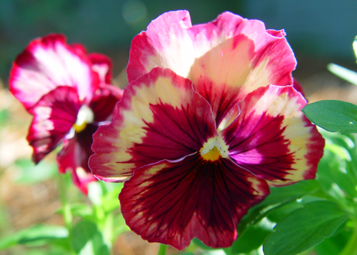 Pink and yellow pansies