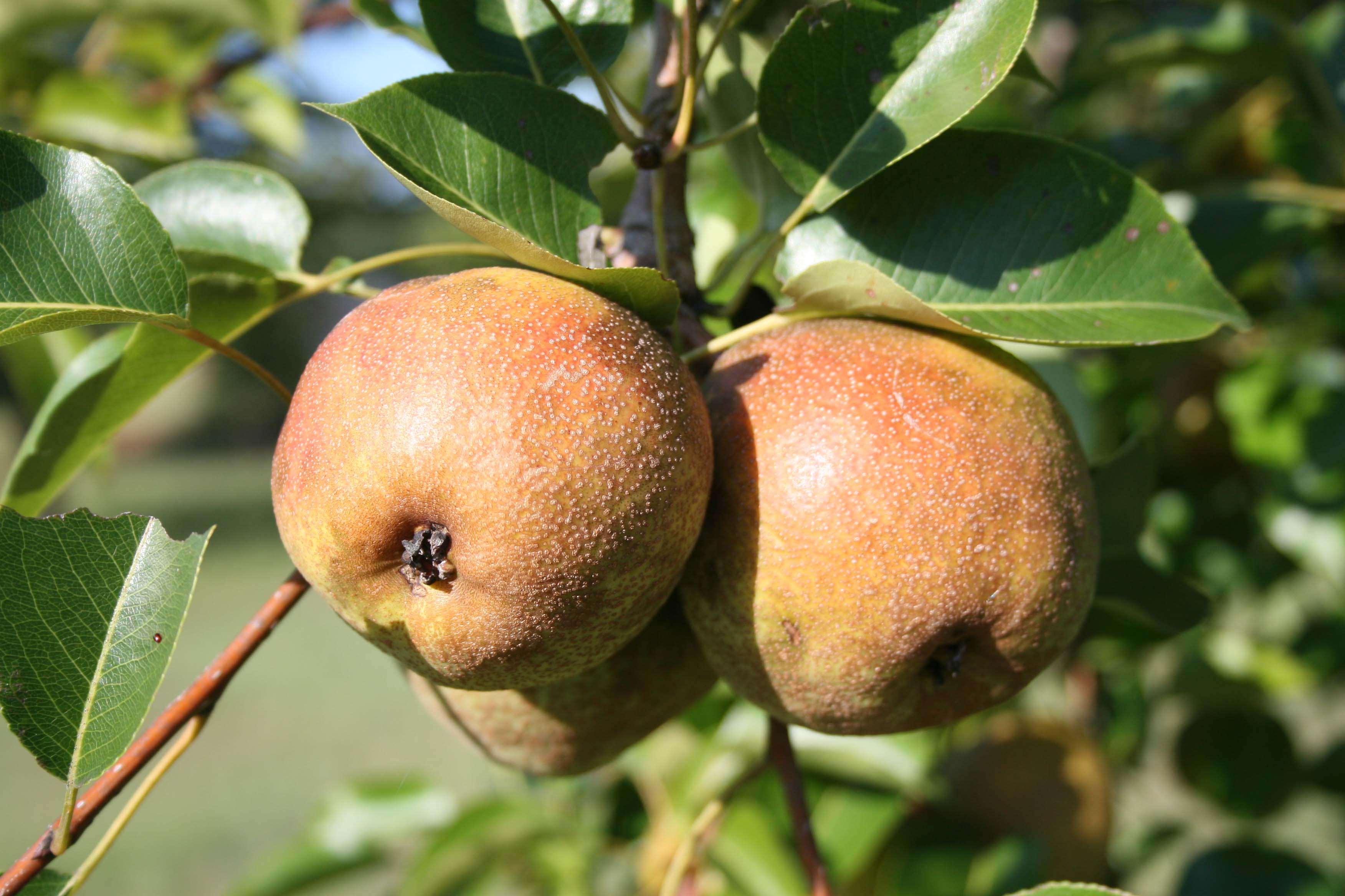 pears