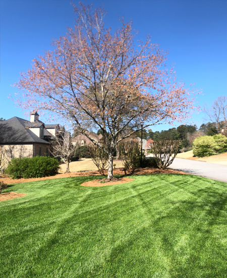 Mown lawn with autumn tree