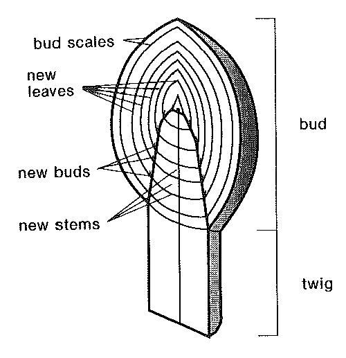 Diagram of tree bud showing bud scales, new leaves, new buds, and new stems.