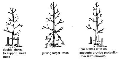 Types of staking for small trees: double stakes to support small trees, guying larger trees, and four stakes with no supports provide protection from lawnmowers