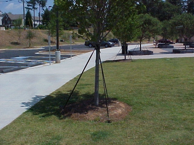 Tree with guying and grass cleared around the trunk